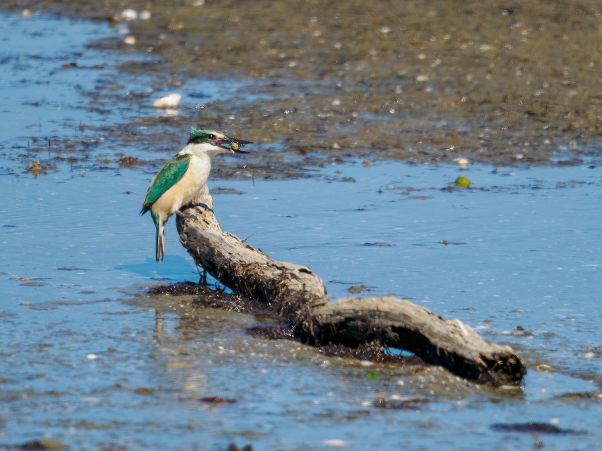 ledňáček posvátný (ssp. vagans) - ML645899393