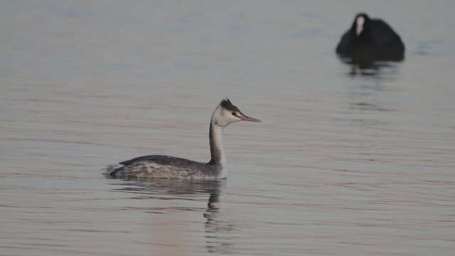 Svasso maggiore - ML645899415