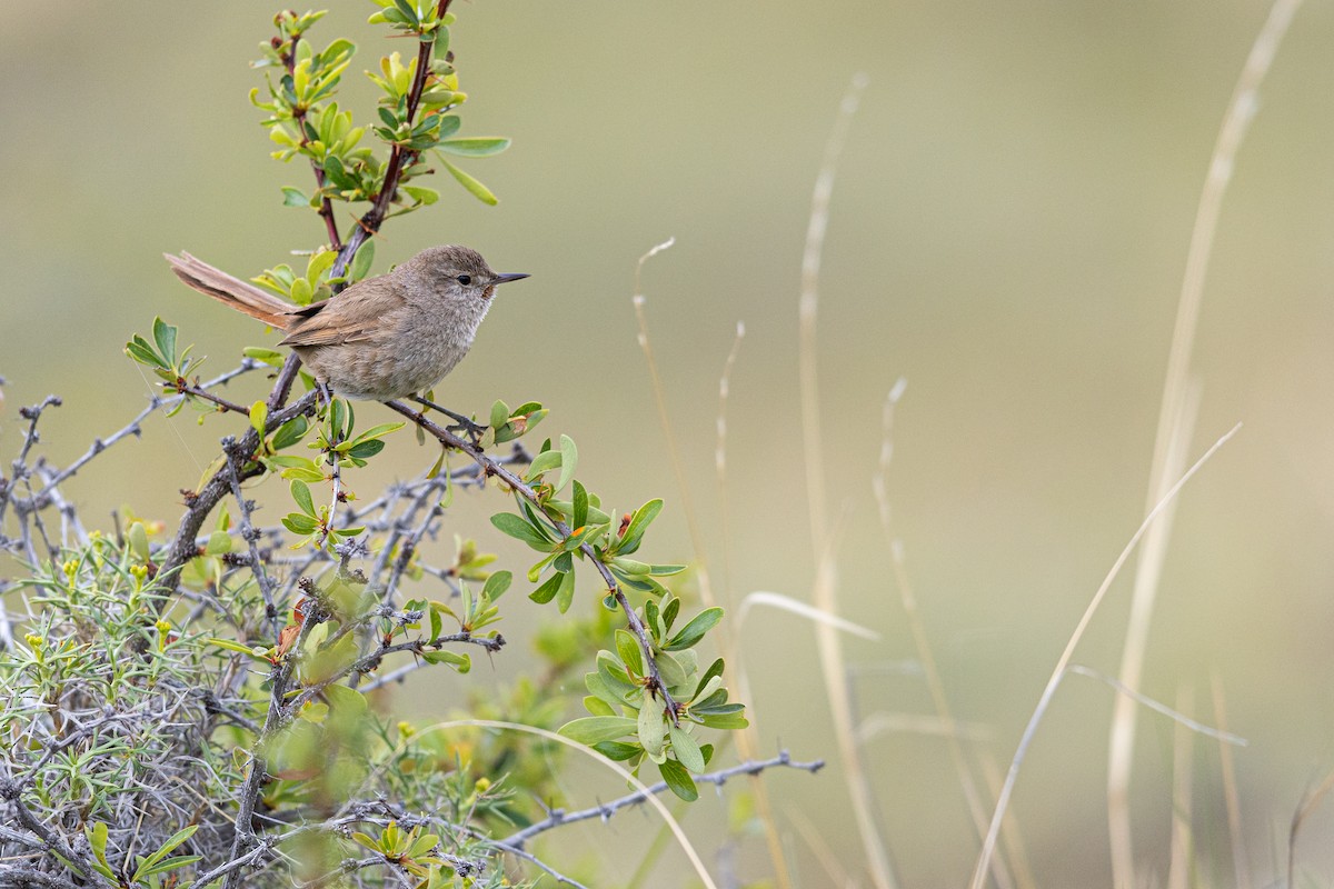 Sharp-billed Canastero - ML645899416