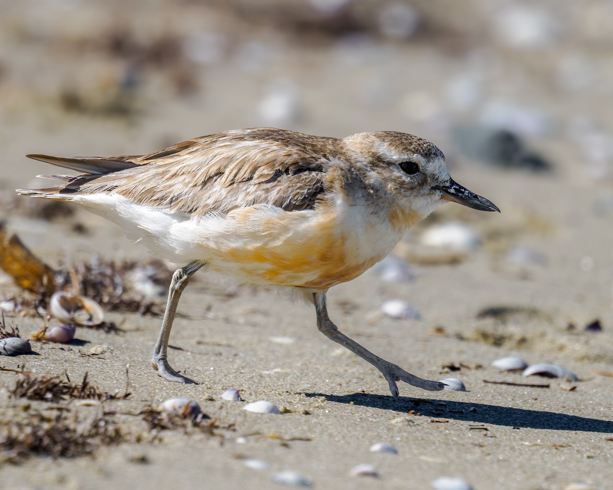 kulík rezavý - ML645899445