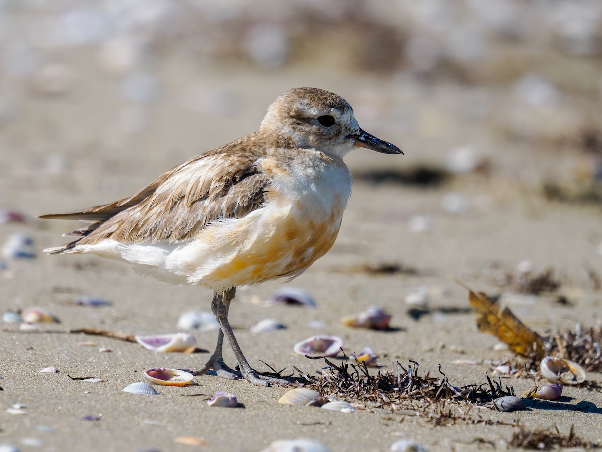 kulík rezavý - ML645899446