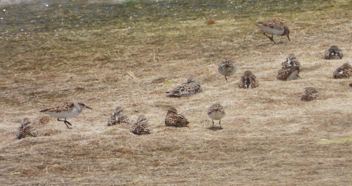 Küçük Kumkuşu - ML645899456