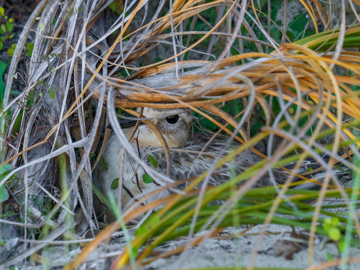 kulík rezavý - ML645899458