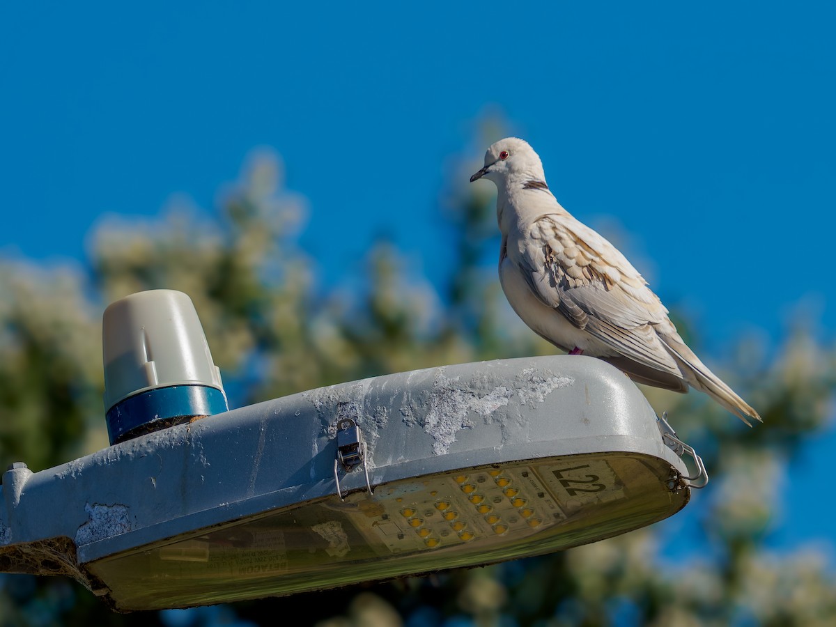 hrdlička chechtavá - ML645899472