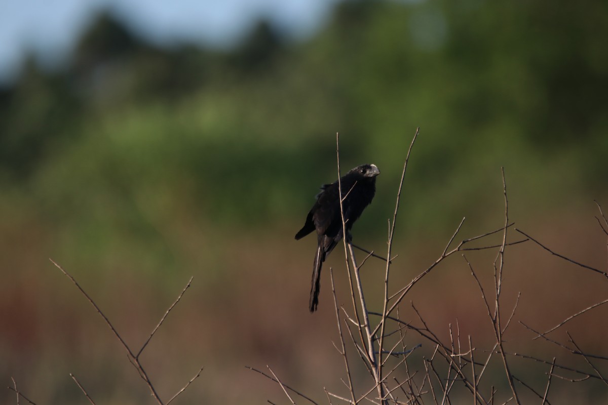 Ані товстодзьобий - ML645899473
