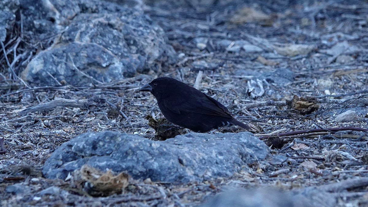 Géospize des cactus - ML645899486