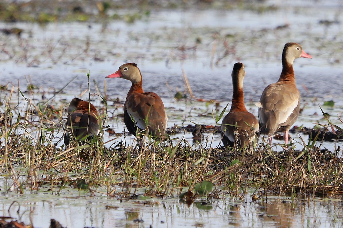 Black-bellied Whistling-Duck - ML645899489