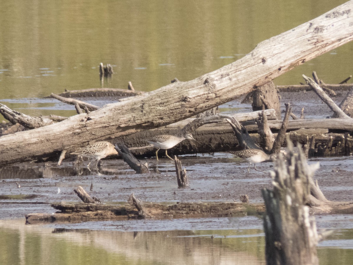 vodouš bahenní - ML645899492