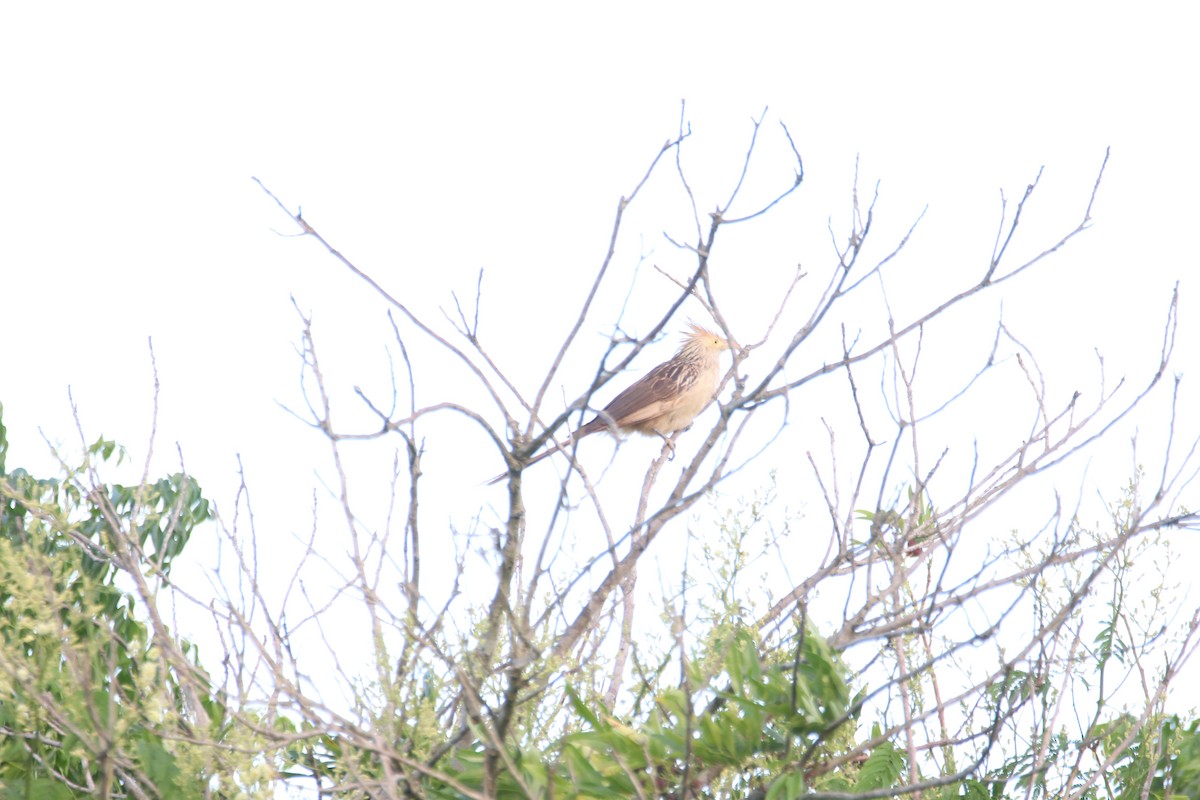 Guira Cuckoo - ML645899495