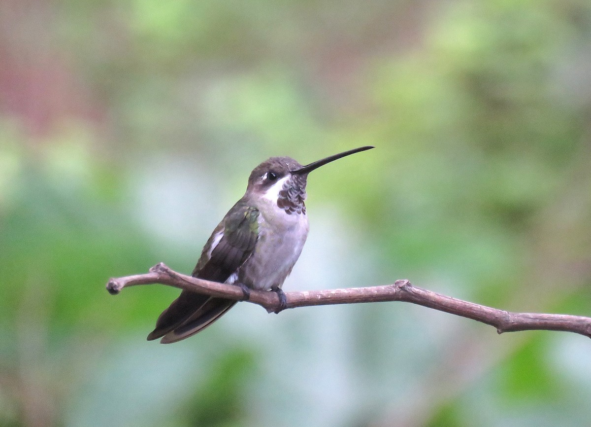 Plain-capped Starthroat - ML645899496