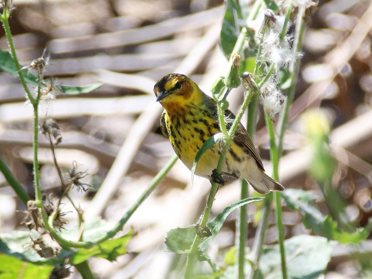 ホオアカアメリカムシクイ - ML645899497