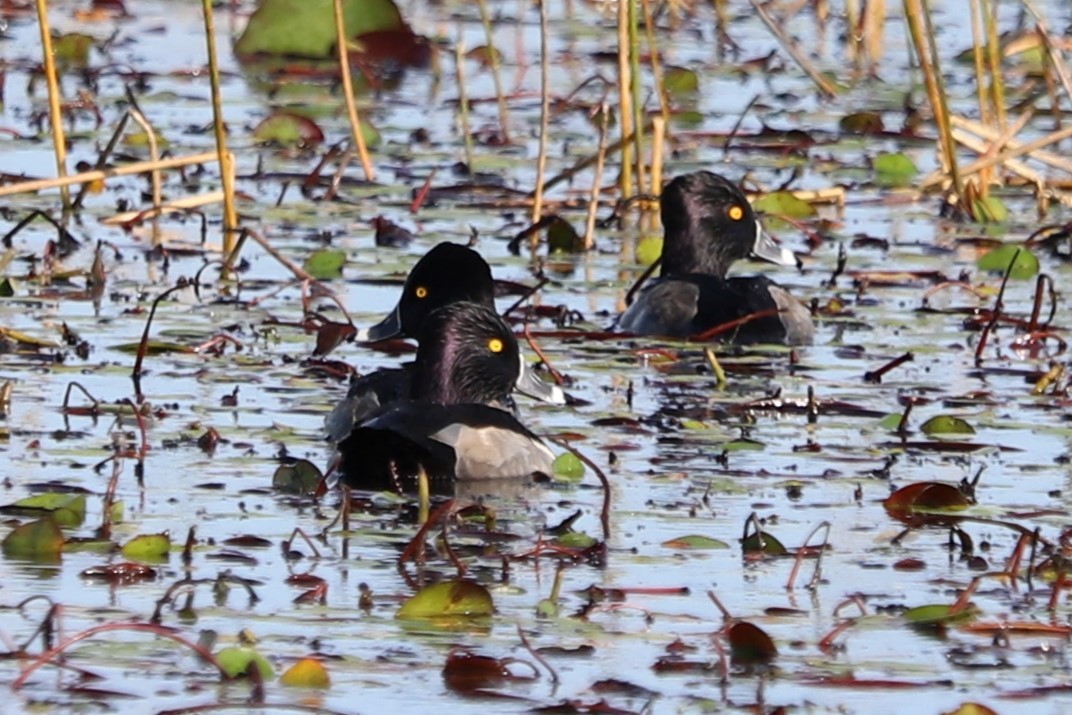 Ring-necked Duck - ML645899506