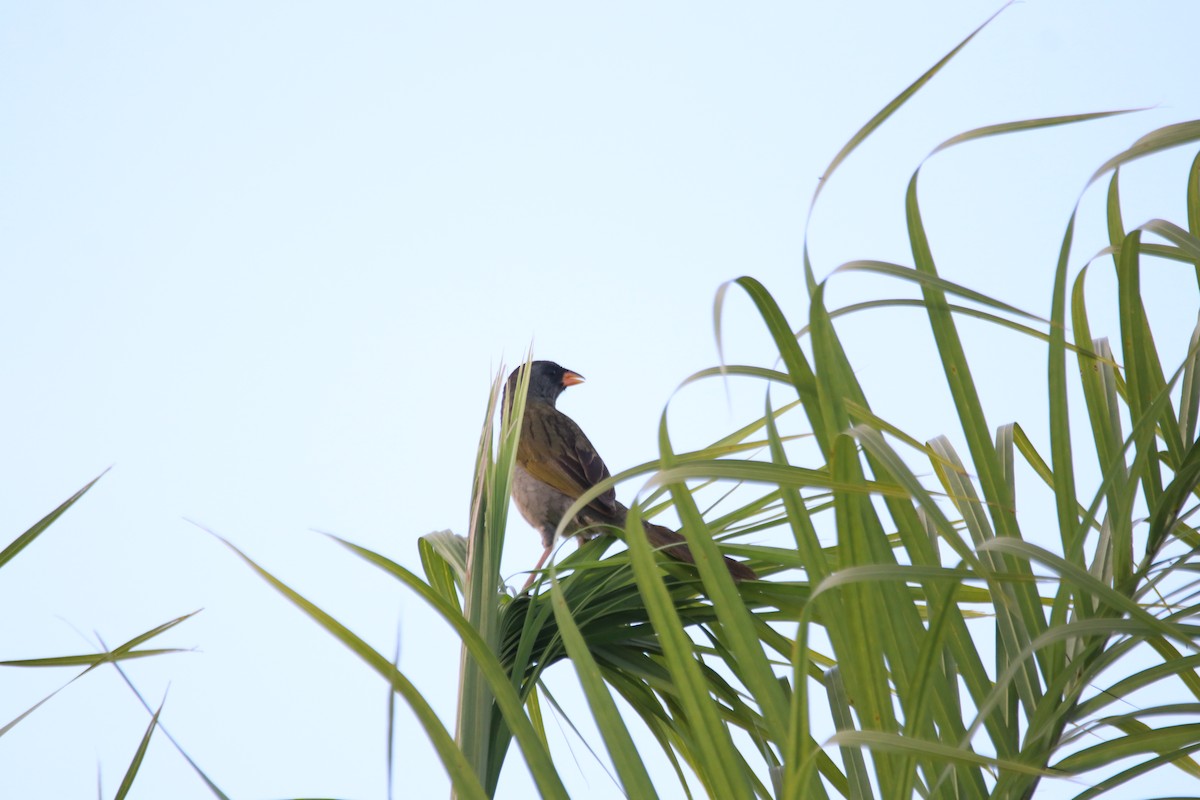 Great Pampa-Finch - ML645899518