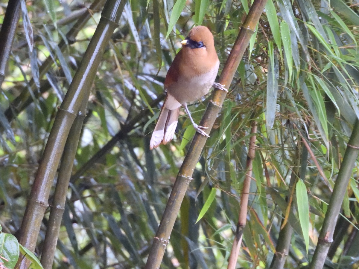 Buffy Laughingthrush - ML645899532