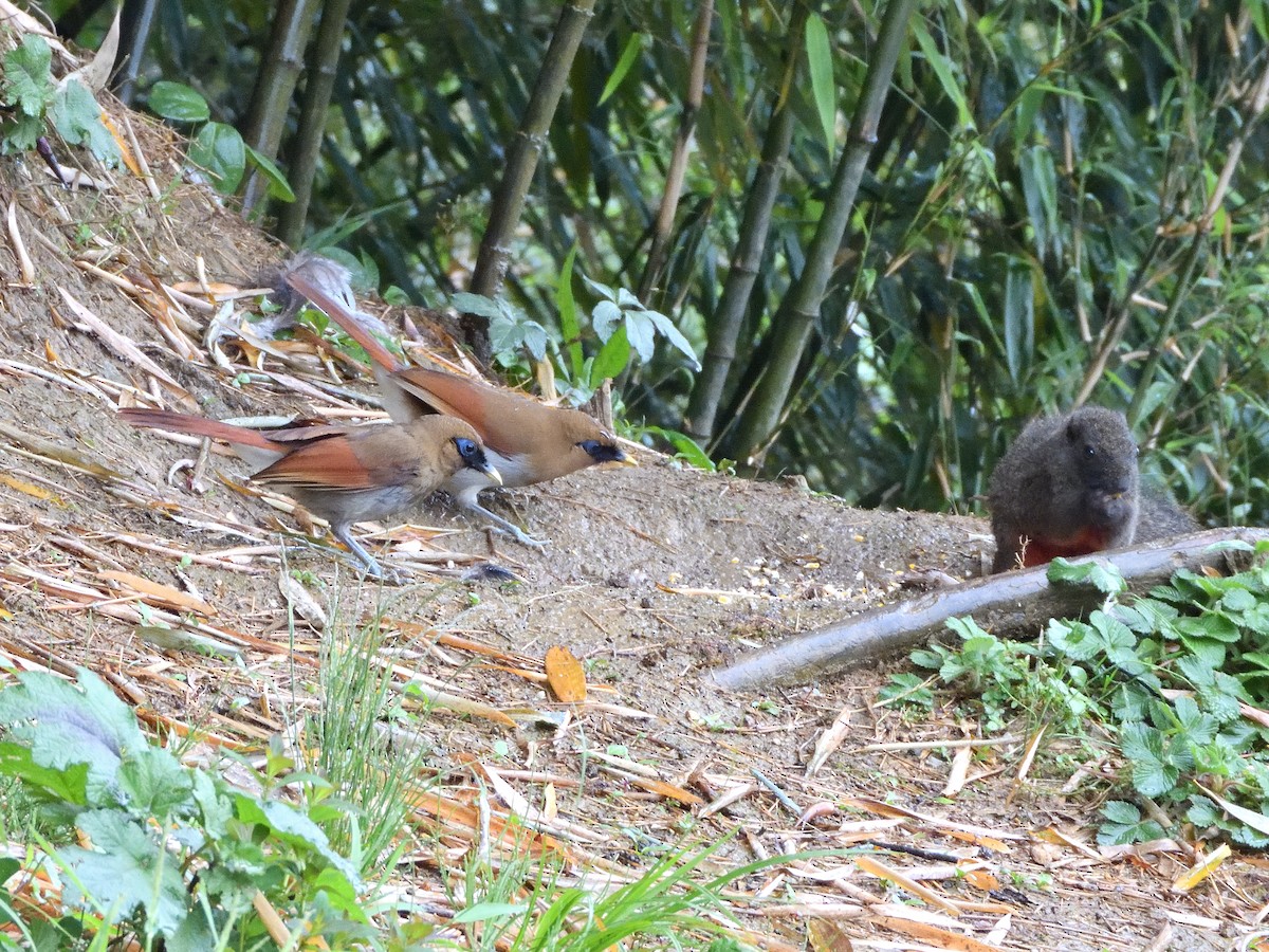 Buffy Laughingthrush - ML645899533