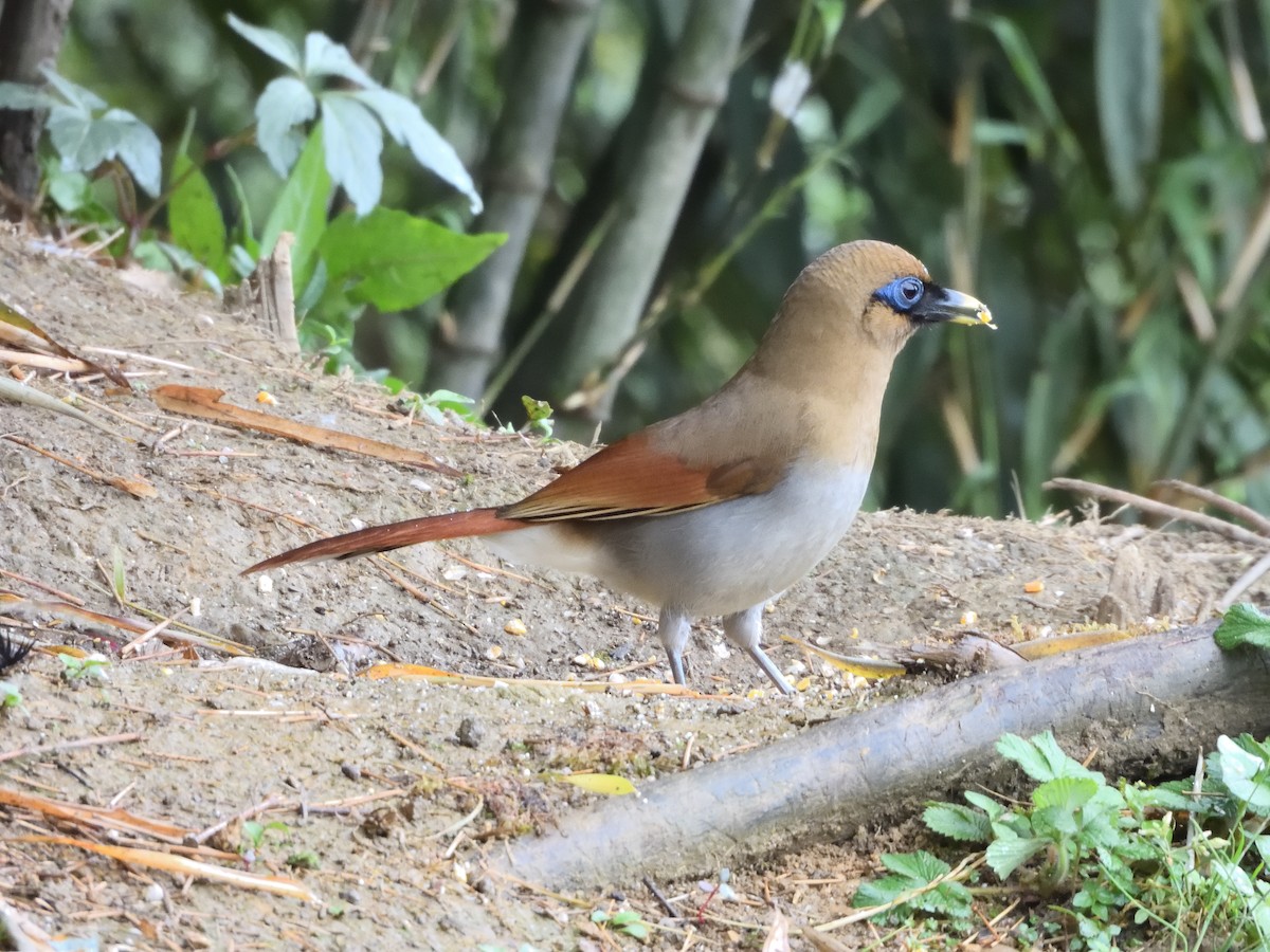 Buffy Laughingthrush - ML645899534