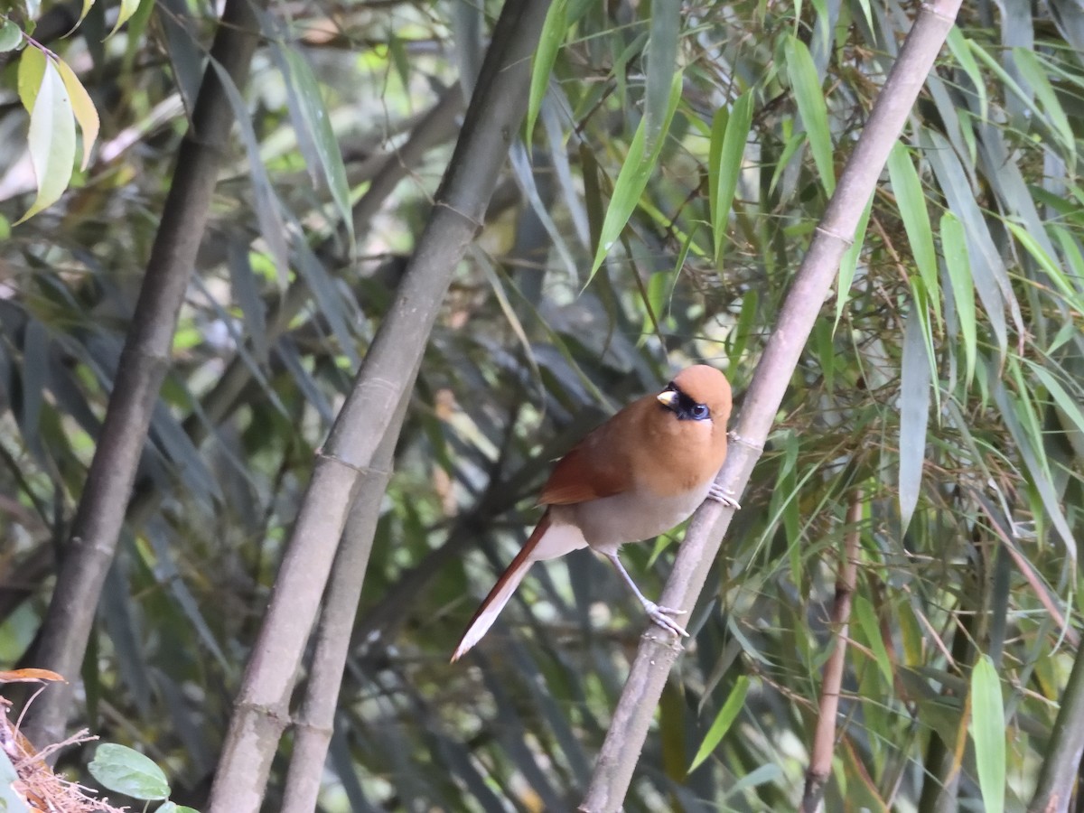 Buffy Laughingthrush - ML645899535
