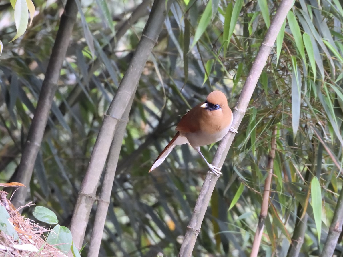 Buffy Laughingthrush - ML645899536