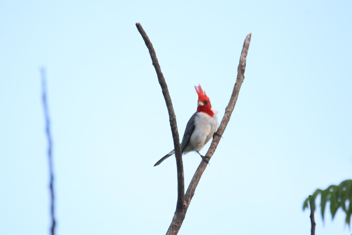 Red-crested Cardinal - ML645899554