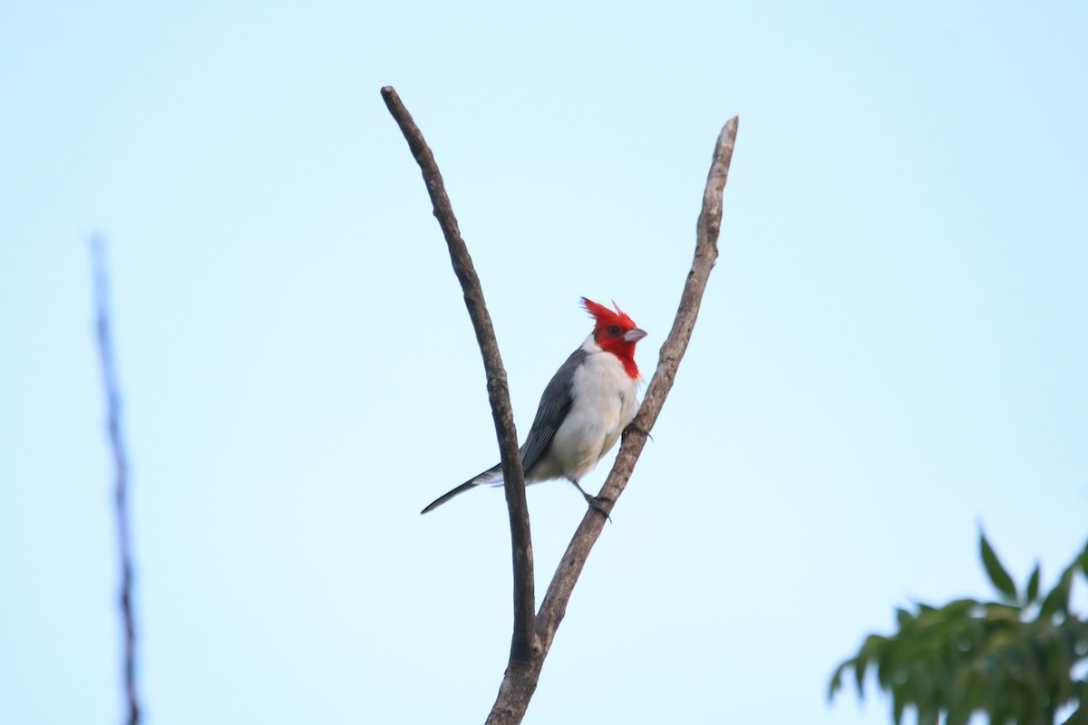 Red-crested Cardinal - ML645899555