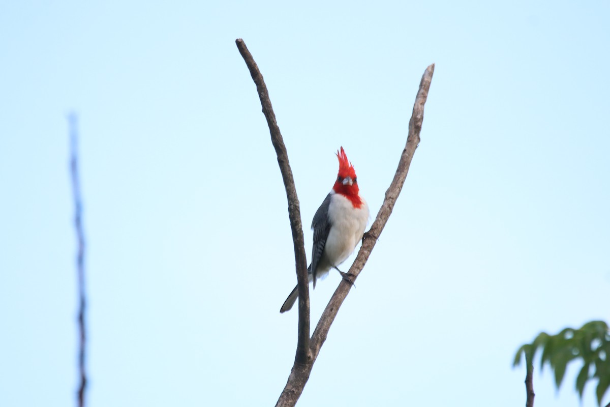 Red-crested Cardinal - ML645899556
