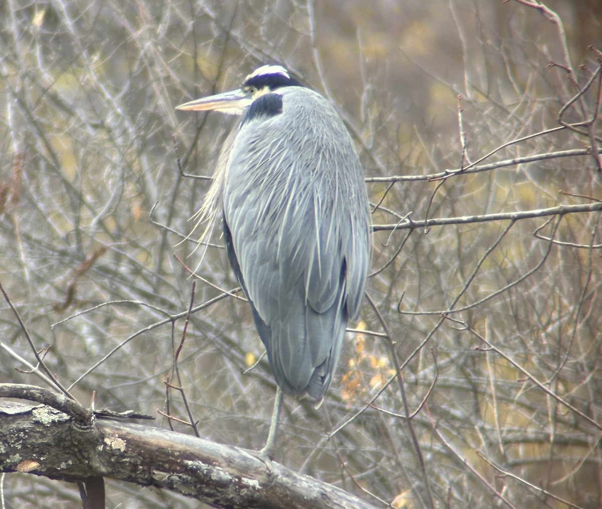 Great Blue Heron - ML645899565