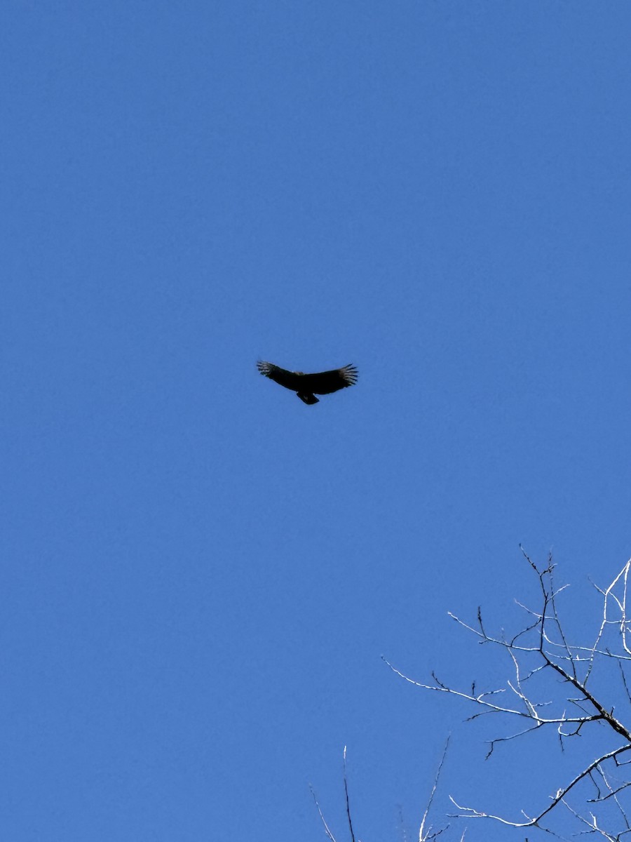 Black Vulture - ML645899568