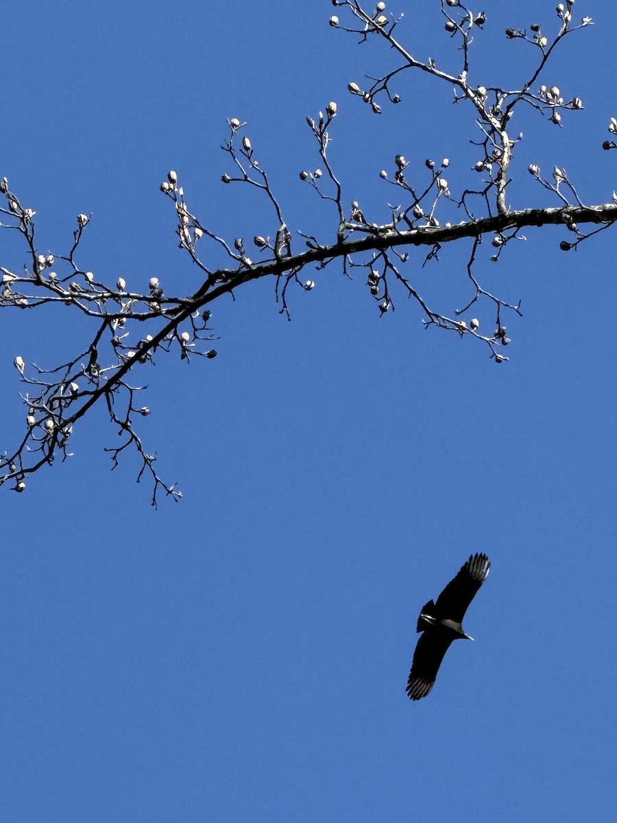 Black Vulture - ML645899569