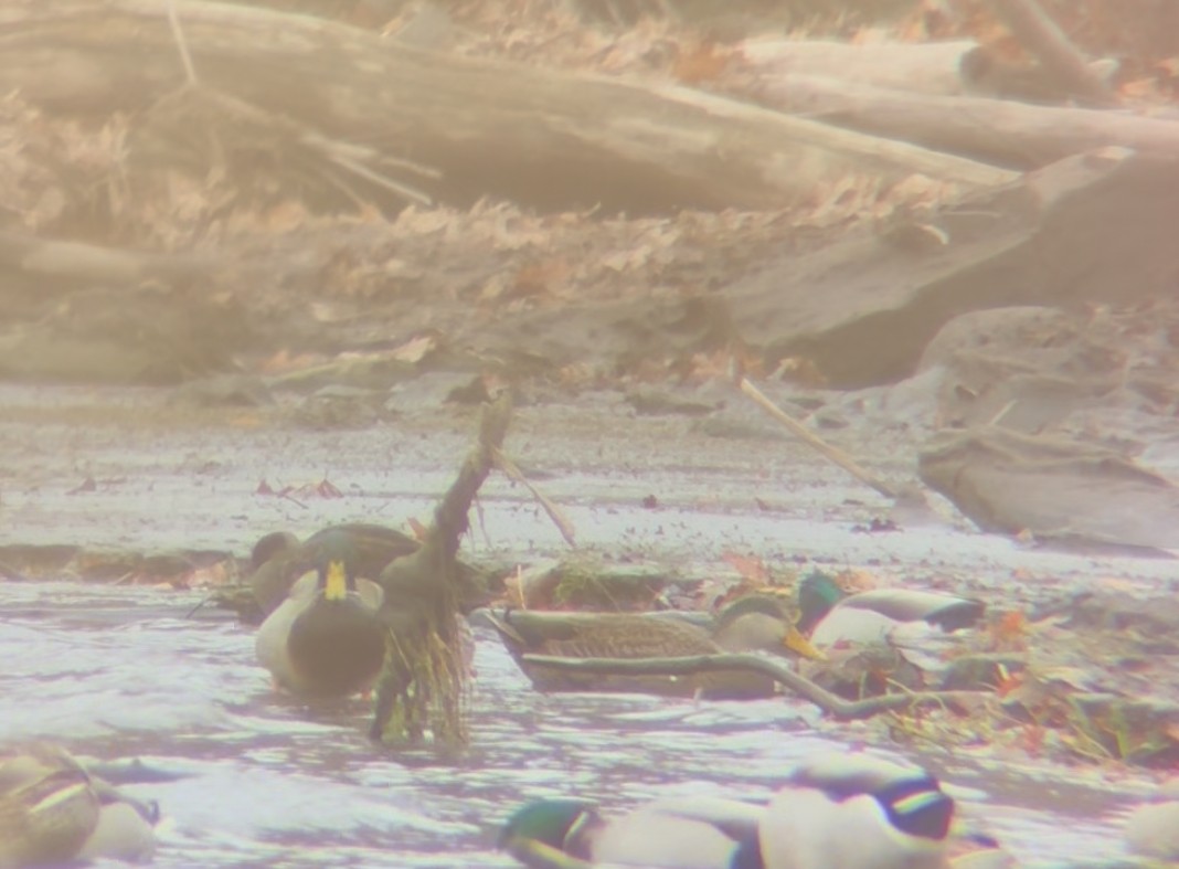 Mallard x American Black Duck (hybrid) - ML645899572