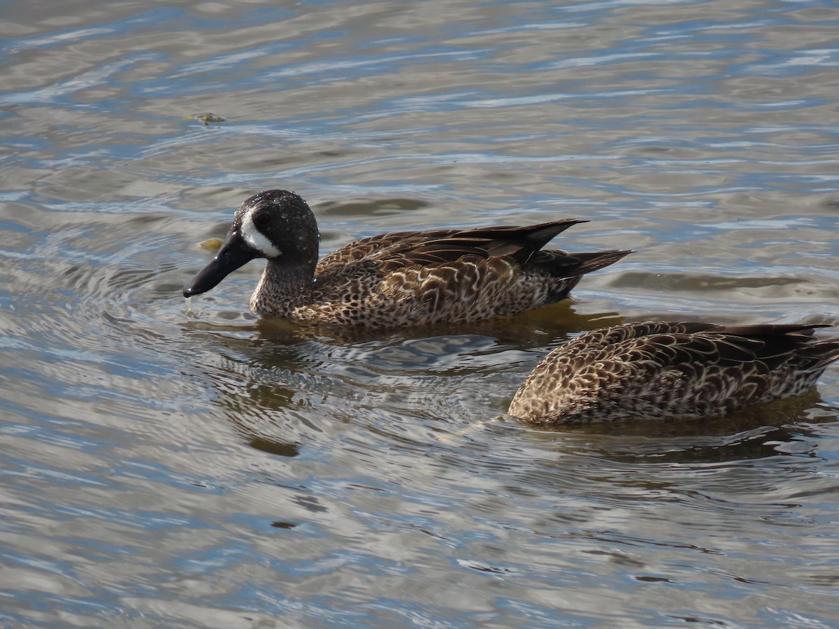 Zertzeta hegalurdina - ML645899604