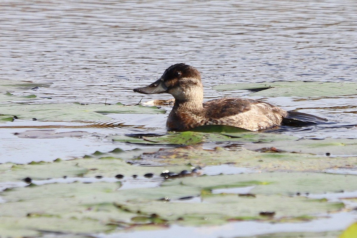 Schwarzkopf-Ruderente - ML645899605