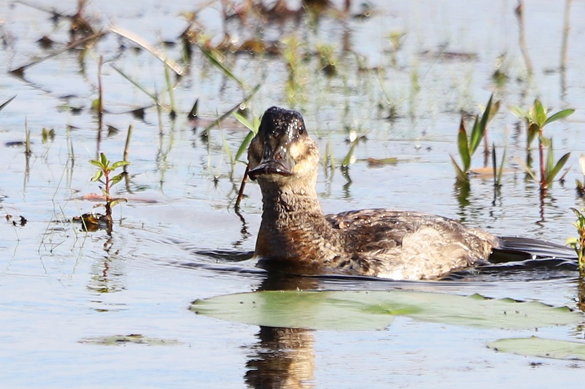 Schwarzkopf-Ruderente - ML645899606