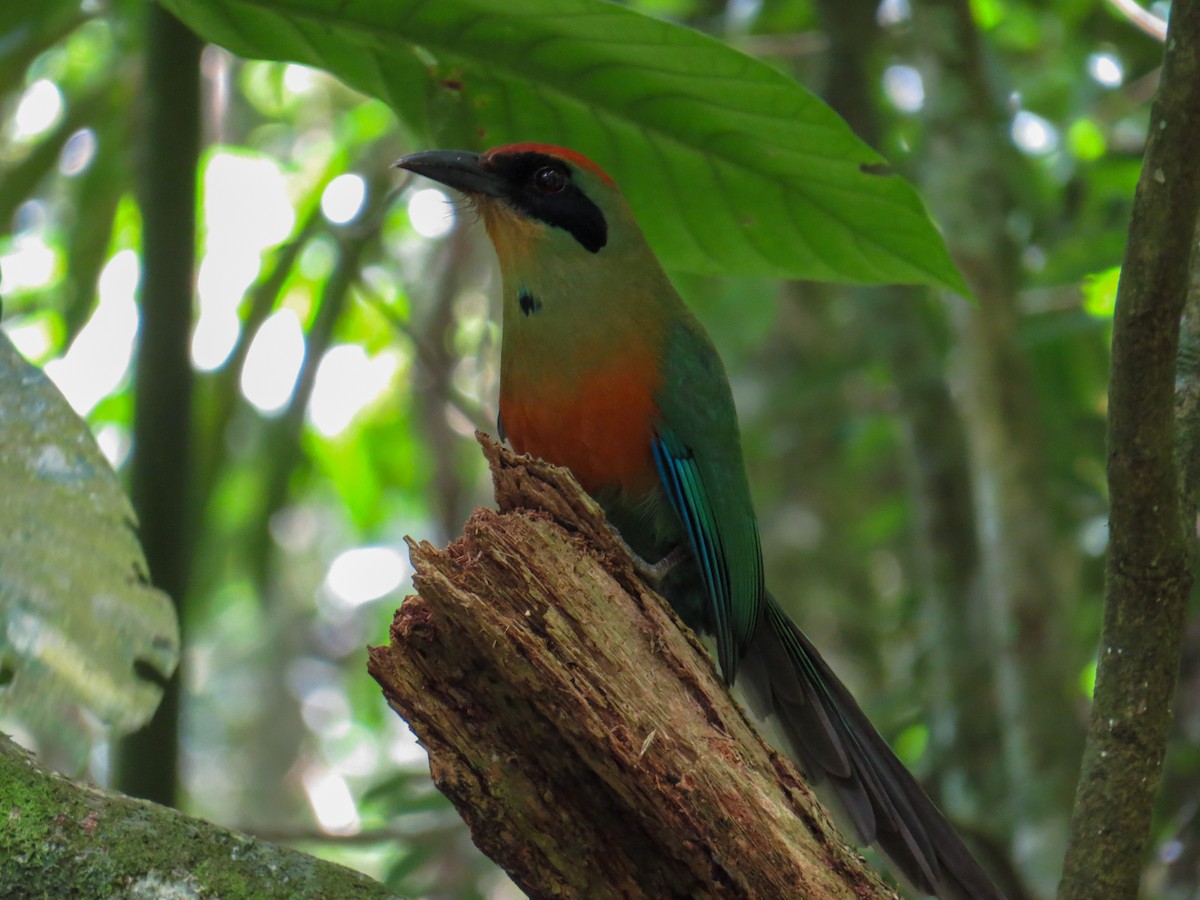 Rufous-capped Motmot - ML645899607