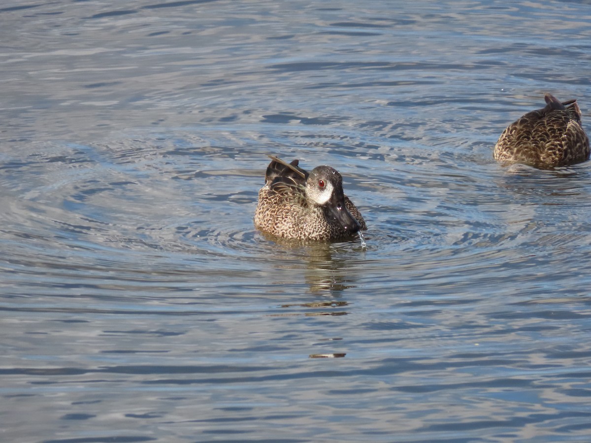 Zertzeta hegalurdina - ML645899616