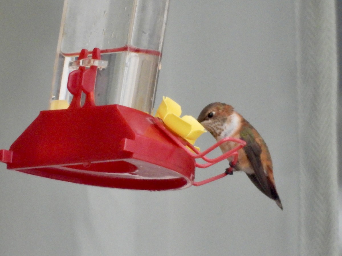 Rufous Hummingbird - ML645899638