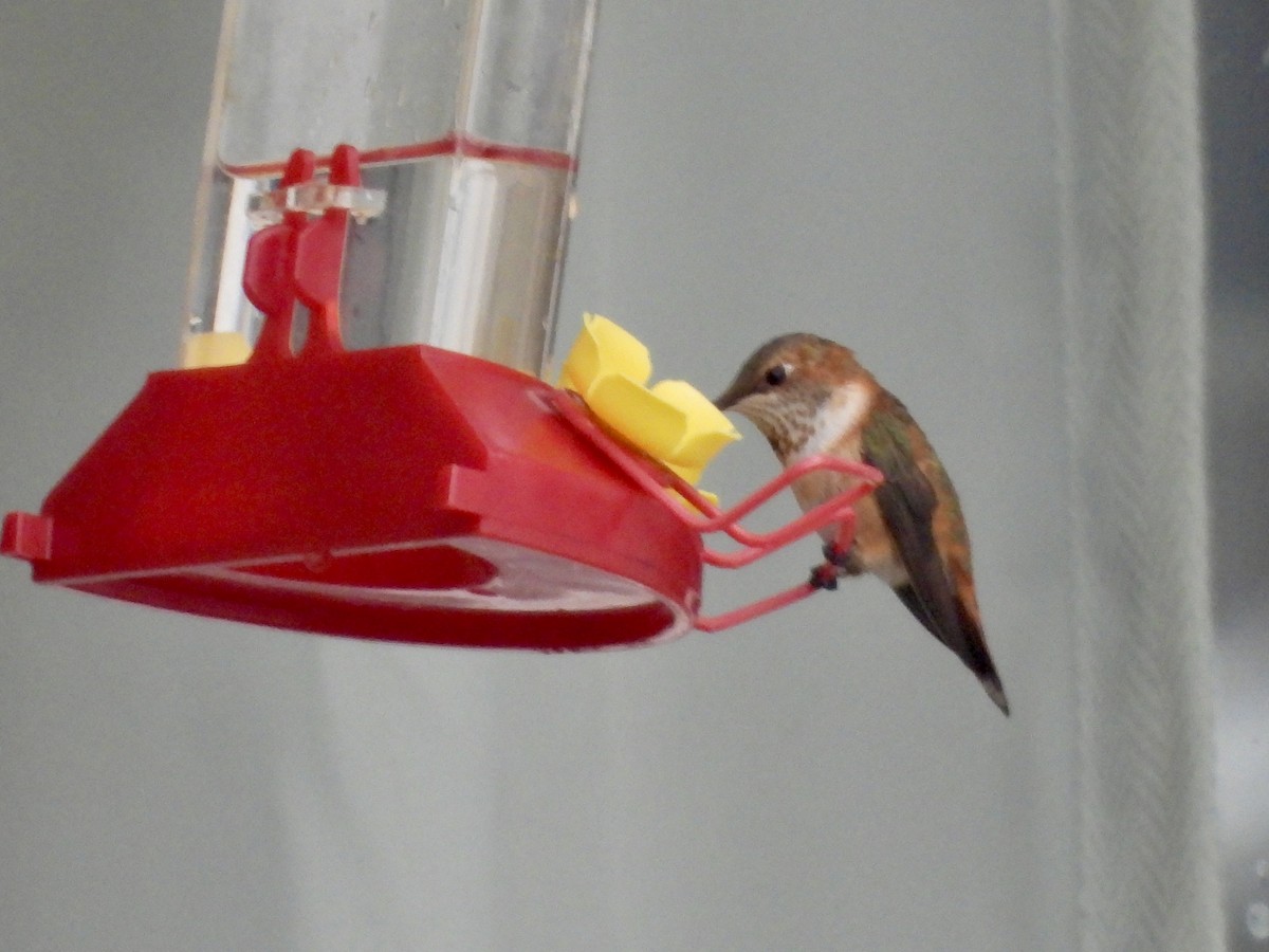 Rufous Hummingbird - ML645899639