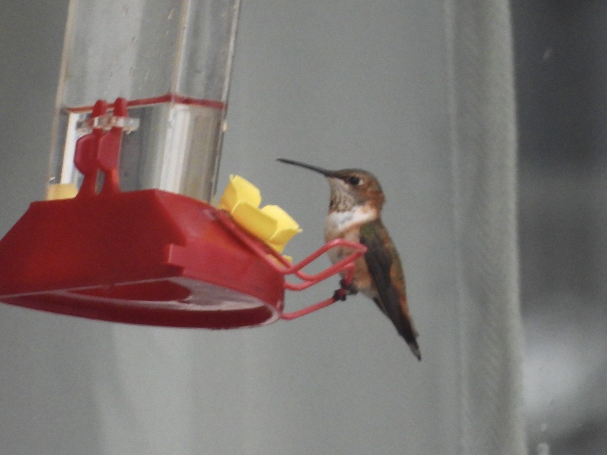 Rufous Hummingbird - ML645899640