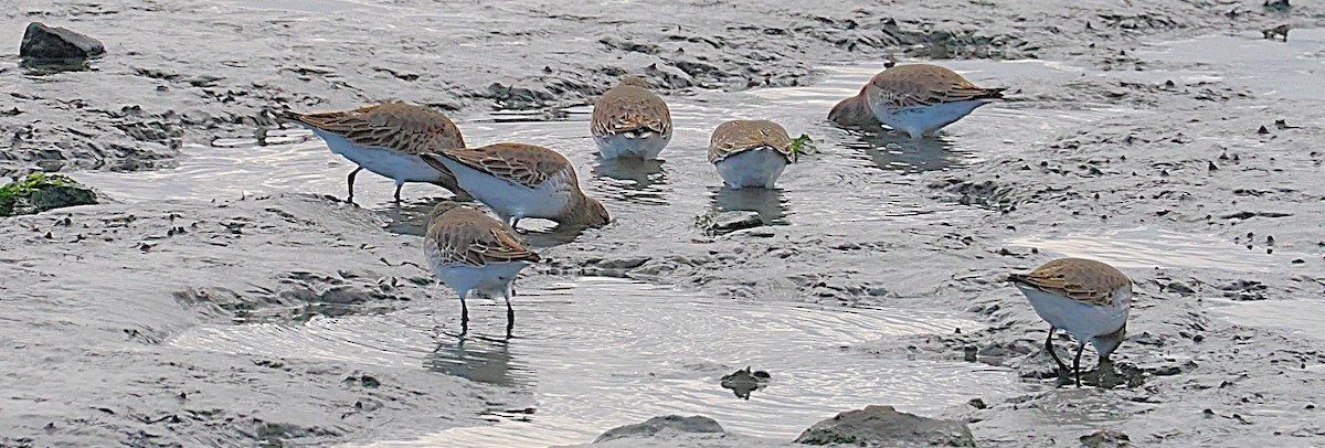 Correlimos Común - ML645899644