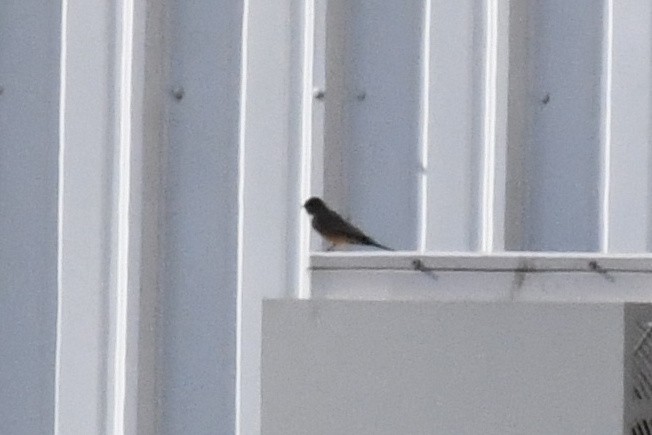 チャイロツキヒメハエトリ - ML645899650