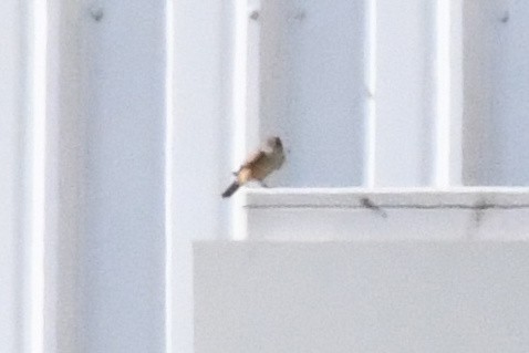 チャイロツキヒメハエトリ - ML645899651