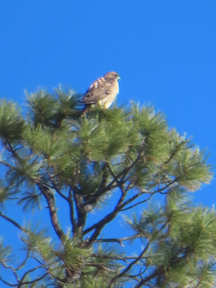 Rotschwanzbussard - ML645899653