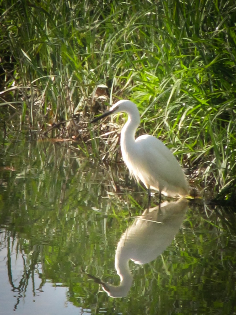 Little Egret - ML645899686