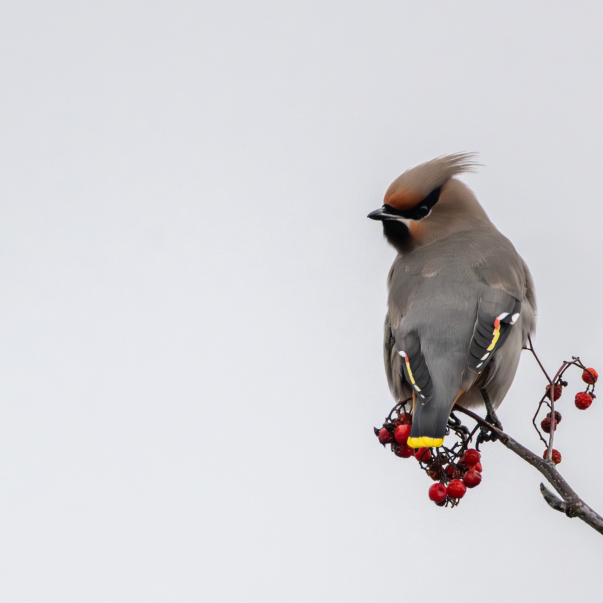 Buztanori boreala - ML645899720