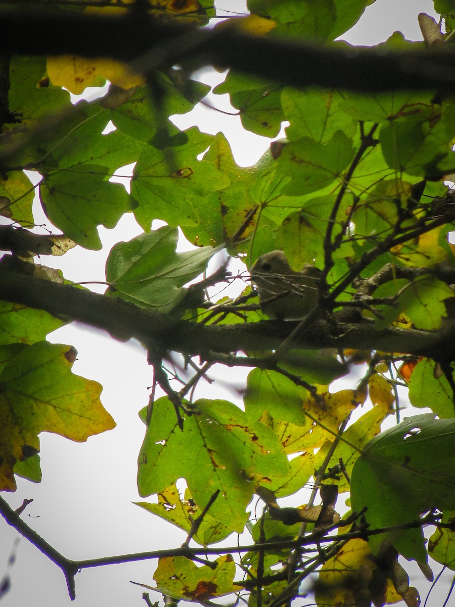 Goldcrest - ML645899727