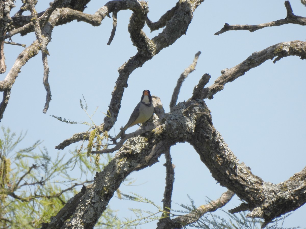Golden-billed Saltator - ML645899729