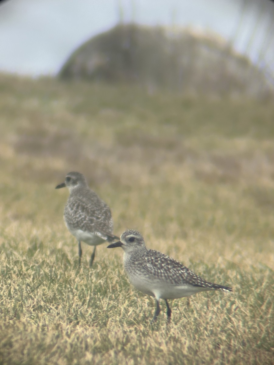 Black-bellied Plover - ML645899731