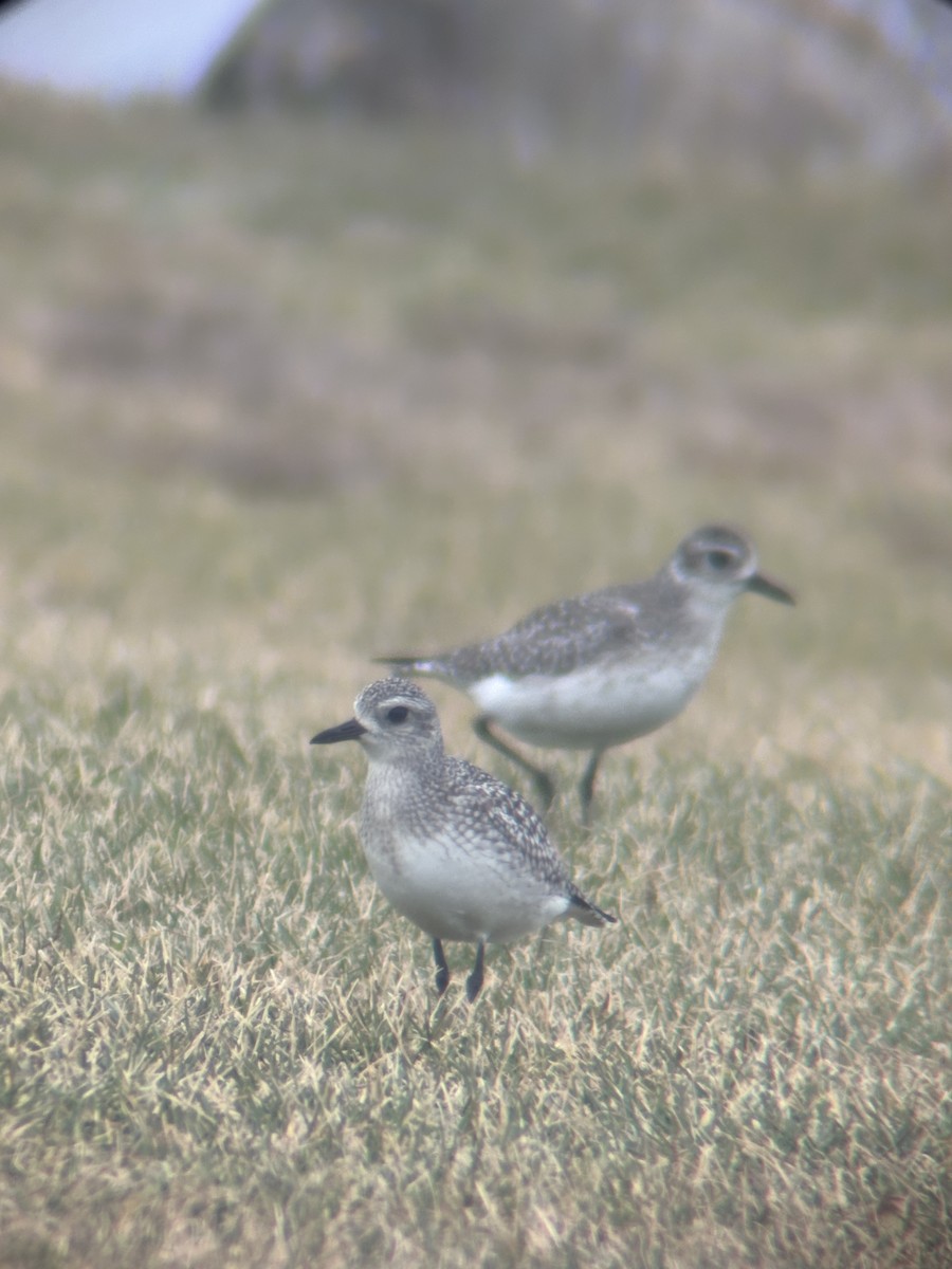 Black-bellied Plover - ML645899732