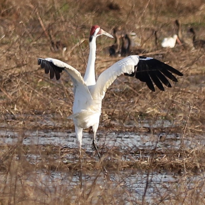 Whooping Crane - ML645899735