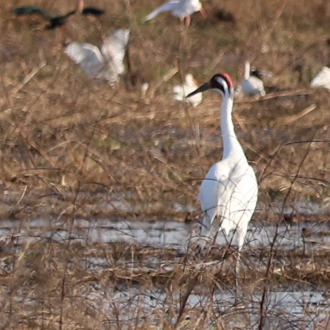 Whooping Crane - ML645899736