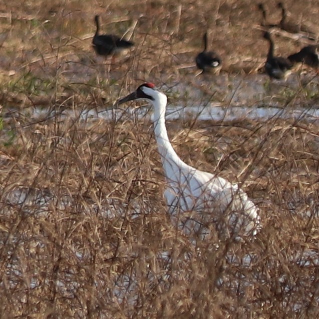 Whooping Crane - ML645899737